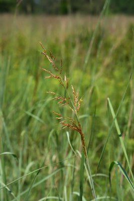 Sorghastrum nutans (Indian Grass)