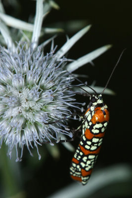 Ailanthus Webworm Moth