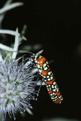 Ailanthus Webworm Moth
