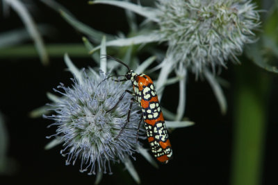 Ailanthus Webworm Moth
