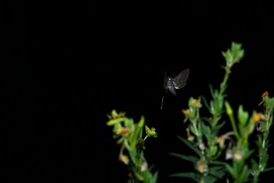 IMG_9897.jpg
