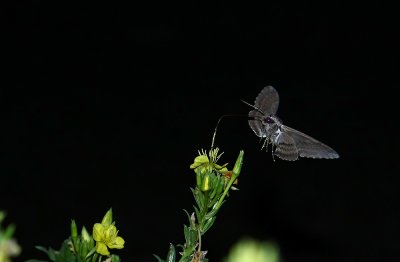 IMG_9905.jpg