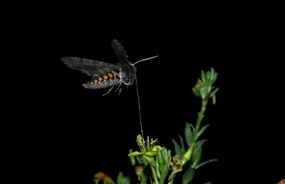 Carolina Sphinx Moth
