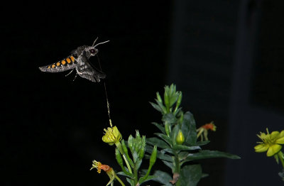 Carolina Sphinx Moth