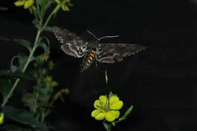 Carolina Sphinx Moth