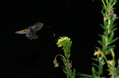 Carolina Sphinx Moth