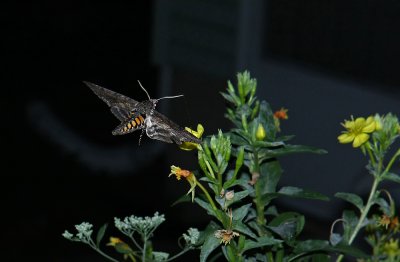 Carolina Sphinx Moth