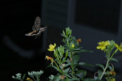 Carolina Sphinx Moth
