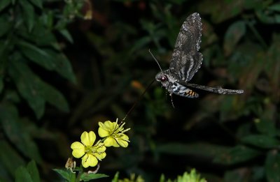 Carolina Sphinx Moth
