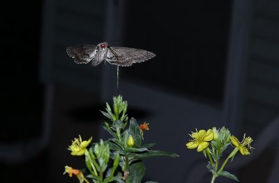 Carolina Sphinx Moth