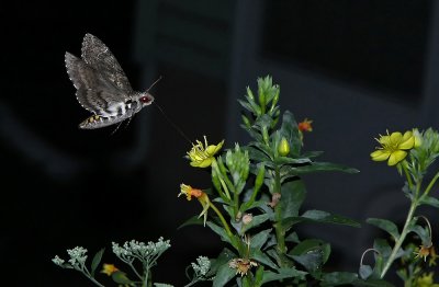 Carolina Sphinx Moth