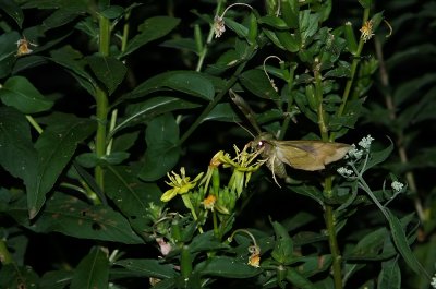 Pandorus Sphinx Moth