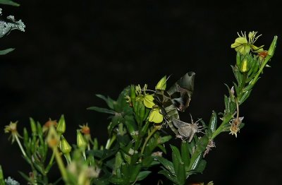 Pandorus Sphinx Moth