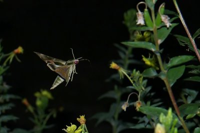 Pandorus Sphinx Moth