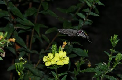 Carolina Sphinx Moth