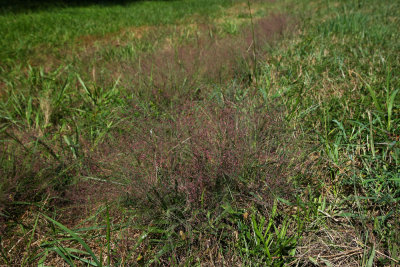 Eragrostis spectabilis (Purple Lovegrass)