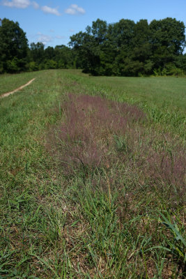 Eragrostis spectabilis (Purple Lovegrass)