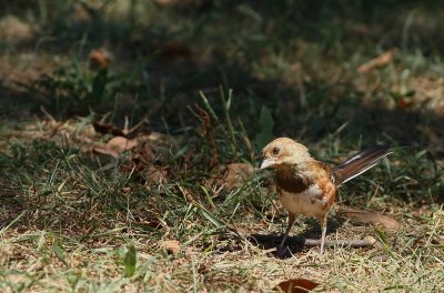 Eastern Towhee