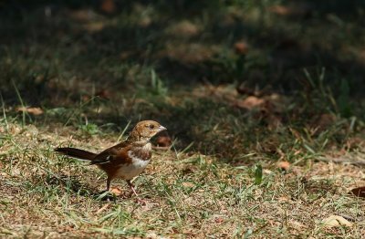 Eastern Towhee