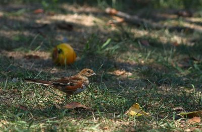 Eastern Towhee