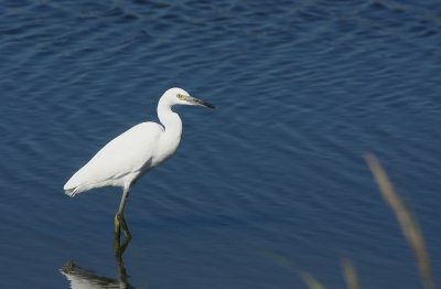 Little Blue Heron