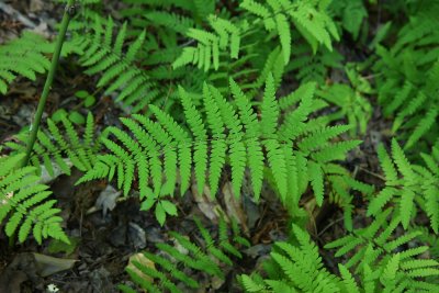 Marsh Fern (Thelypteris palustris)