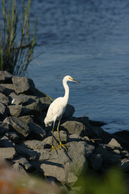 Snowy Egret