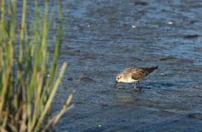 Semipalmated Sandpiper