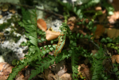 Polypodium virginianum (Rock Polypody)