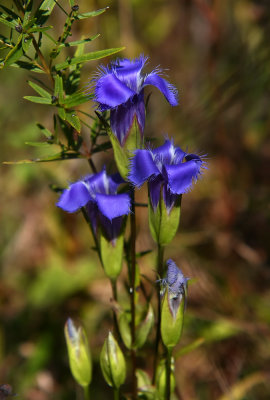 Gentianopsis crinita (Fringed Gentian)