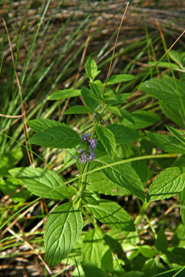 Mentha arvensis (Wild Mint)