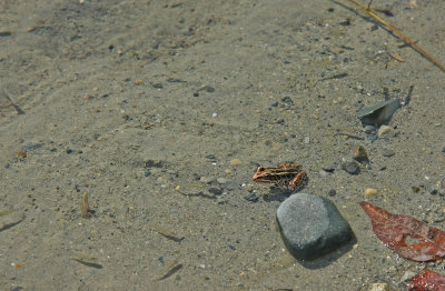 Pickerel Frog