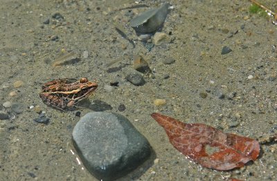 Pickerel Frog