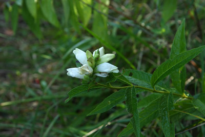 Chelone glabra (White Turtlehead)