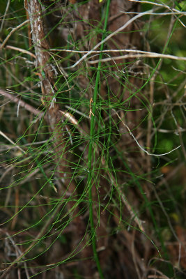 Equisetum arvense (Field Horsetail)