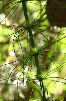 Equisetum arvense (Field Horsetail)