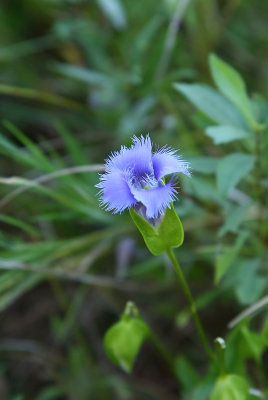 Gentianopsis crinita (Fringed Gentian)