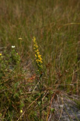 Solidago uliginosa (Bog Goldenrod)