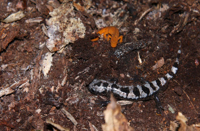 Marbled Salamander with Red Eft
