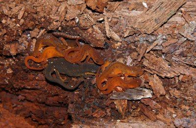 Red Efts with adult Red-spotted Newt