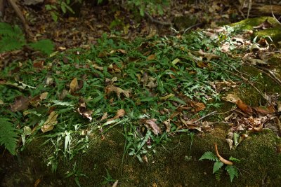 Asplenium rhizophyllum (Walking Fern)