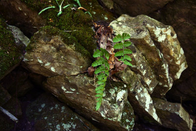 Woodsia obtusa (Blunt-lobed Woodsia)