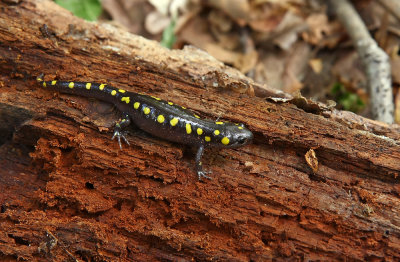 Spotted Salamander