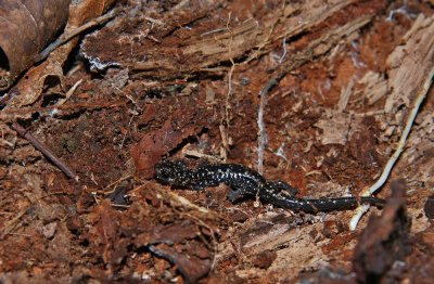 Northern Slimy Salamander