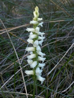 Spiranthes cernua (Nodding Ladies Tresses)