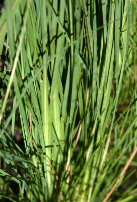 Muhlenbergia torreyana (Pine Barrens Smokegrass)