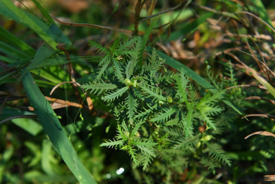 Proserpinaca pectinata (Cut-leaved Mermaid Weed)