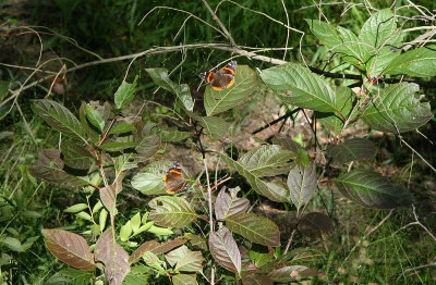 Red Admirals on Buttonbush (Cephalanthus occidentalis)
