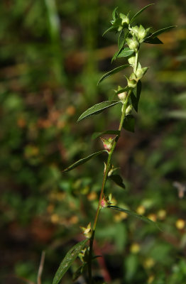 Ludwigia sphaerocarpa (Globe-fruited Seedbox)