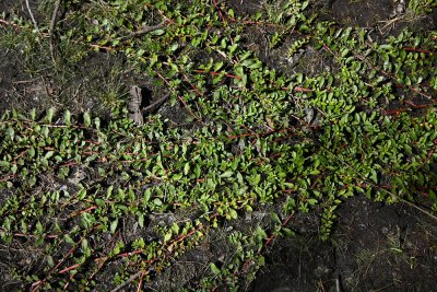 Ludwigia sphaerocarpa (Globe-fruited Seedbox)
